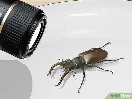 Image titled Photograph Insects Step 10