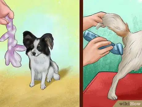 Image titled Care for Papillons Step 8