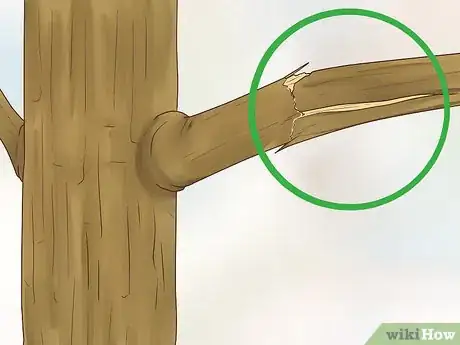 Image titled Prune Nyssa Sylvatica Step 11