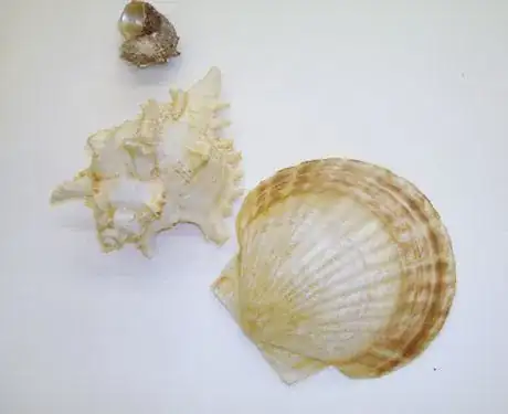 Image titled Seashmore