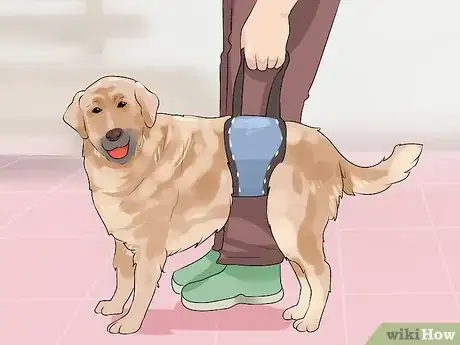 Image titled Manage Arthritis in Senior Dogs Step 2