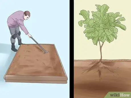 Image titled Grow Figs Step 5