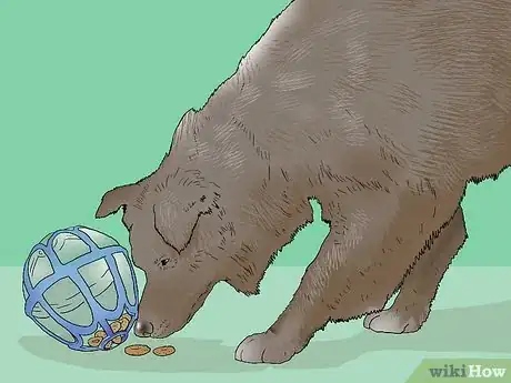 Image titled Keep Your Dog Calm After Neutering Step 8