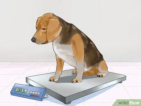 Image titled Manage Arthritis in Senior Dogs Step 4