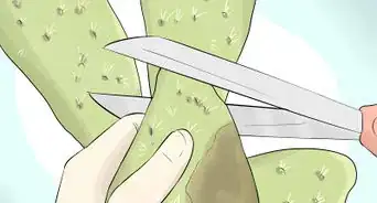 Grow Cactus in Containers