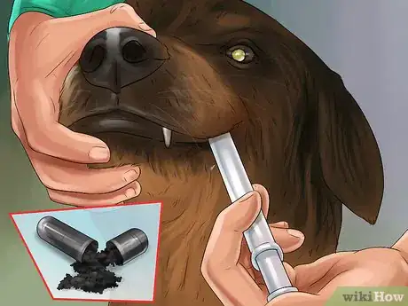 Image titled Get a Dog to Vomit Step 11