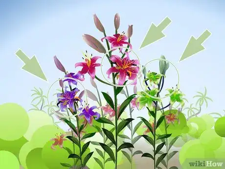 Image titled Prune Lilies Step 01