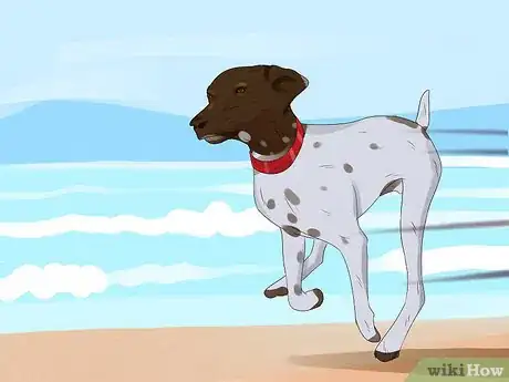 Image titled Take Your Dog to the Beach Step 1
