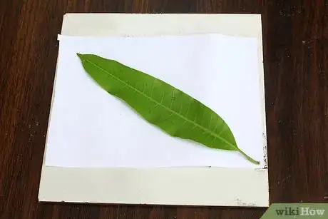Image titled Press Leaves Step 13
