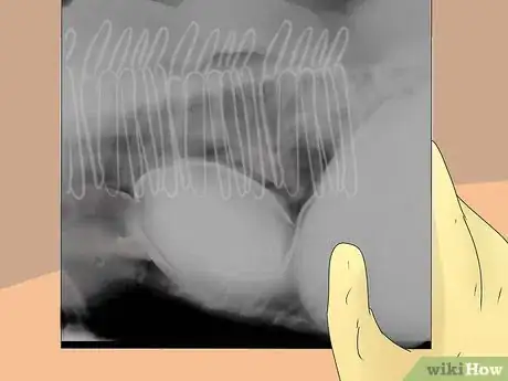 Image titled Diagnose a Cat Cough Step 8