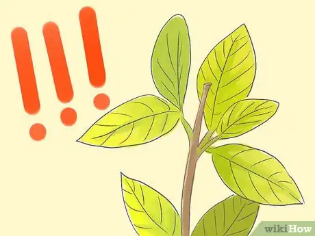 Image titled Raise Gardenias in Pots Step 12