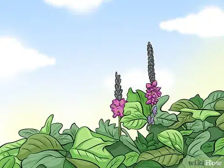 Image titled Eat Kudzu Step 1