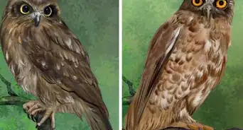 Identify a Southern Boobook Owl