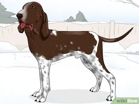 Image titled Identify a Bracco Italiano Step 6