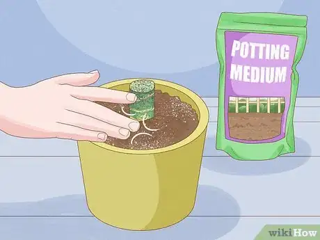 Image titled Propagate from Cane Cuttings Step 6