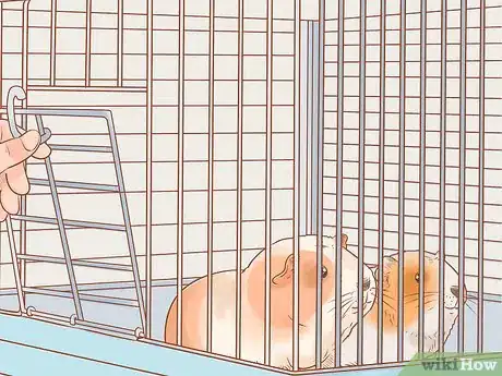 Image titled Keep a Guinea Pig Safe Around Kids Step 1