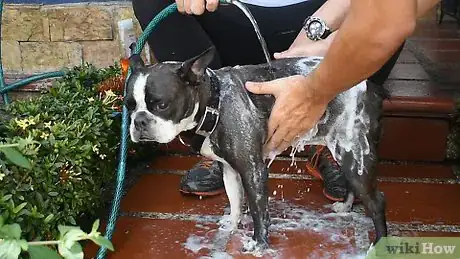 Image titled Bathe a Clumsy Dog Step 14