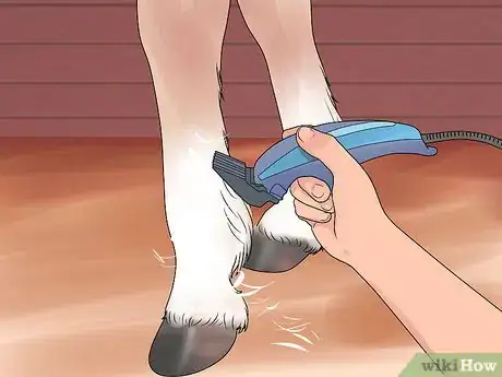 Image titled Groom a Miniature Horse for Show Step 12
