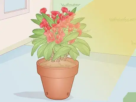 Image titled Care for a Crown of Thorns Step 4