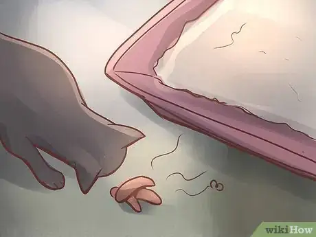 Image titled Diagnose IBD in Cats Step 1