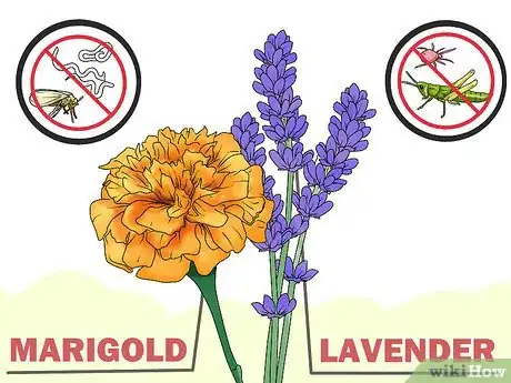 Image titled Choose Companion Plants for Roses Step 1