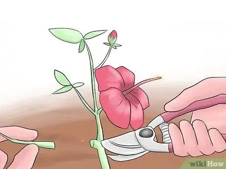 Image titled Grow Swamp Hibiscus Step 7