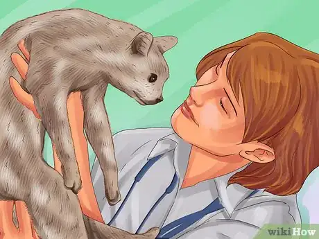 Image titled Treat Dental Disease in Senior Cats Step 11