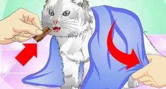Give Cats Liquid Medicine