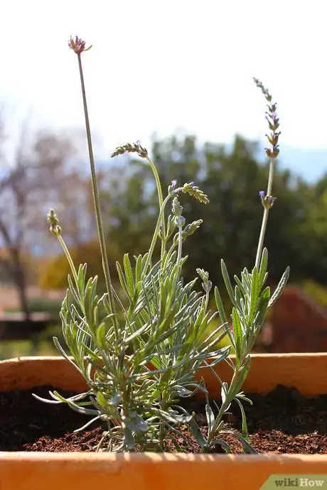 Image titled Strike a Lavender Cutting Step 5