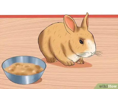 Image titled Diagnose Wry Neck in Rabbits Step 6