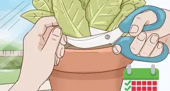 Grow Lettuce Indoors