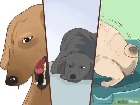 Image titled Diagnose Metabolic Disease in Older Dogs Step 11