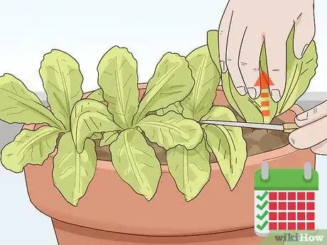 Image titled Grow Lettuce Indoors Step 11
