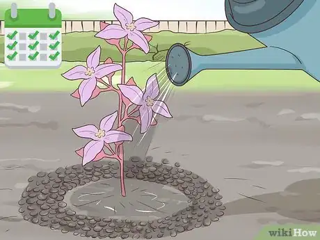 Image titled Grow Boronia Step 13