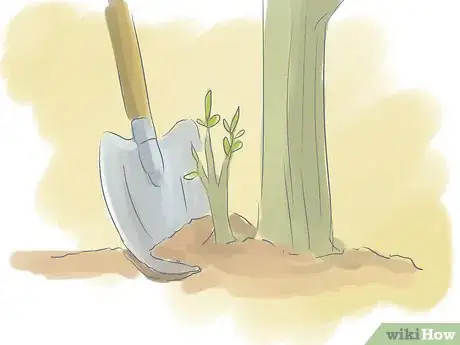 Image titled Prune a Trumpet Vine Step 2