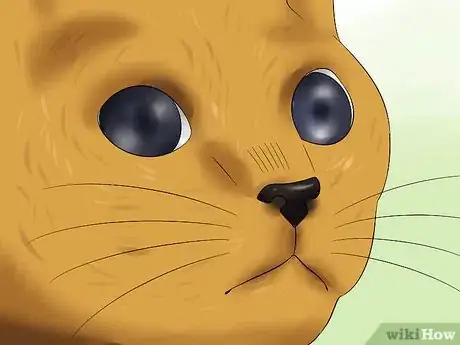 Image titled Diagnose Feline Retinal Disease Step 1