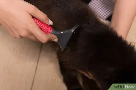 Image titled Care for Long Haired Cats Step 10