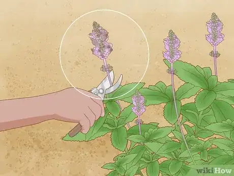 Image titled Grow Salvias Step 13