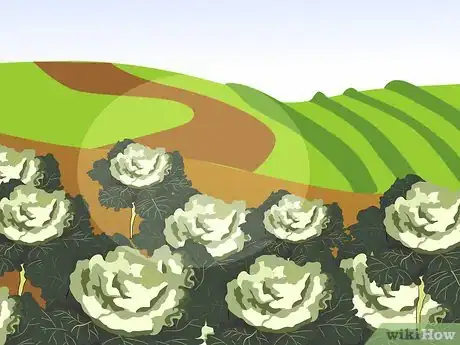 Image titled Grow Ornamental Flowering Kale Plants Step 15