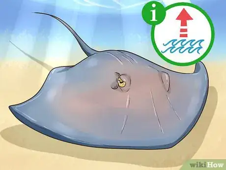 Image titled Identify Dangerous Marine Animals in Australian Waters Step 6