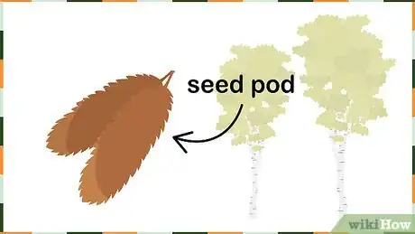 Image titled Grow Birch Trees Step 2