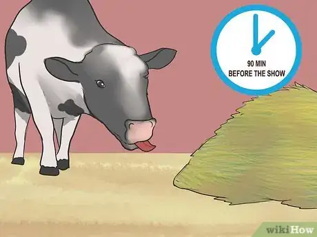 Image titled Show Heifers Step 11