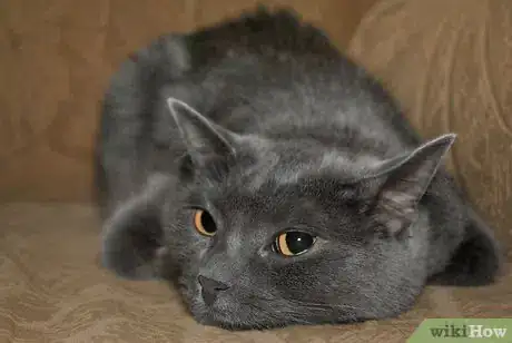 Image titled Get Along With Your Cat Step 4