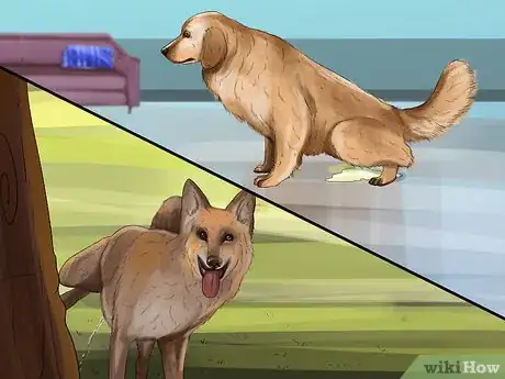 Image titled Treat Canine Incontinence Step 13