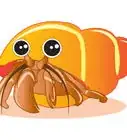 Draw a Hermit Crab