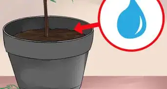 Care for a Norfolk Pine