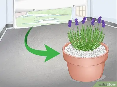 Image titled Plant Lavender in Pots Step 12
