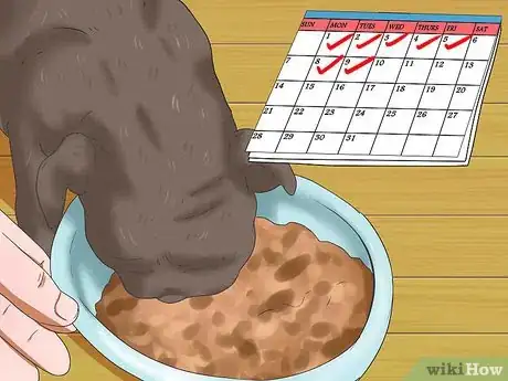Image titled Care for Puggles Step 4