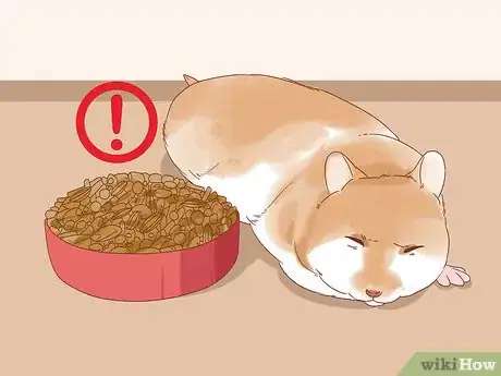 Image titled Diagnose Geriatric Diseases in Hamsters Step 3