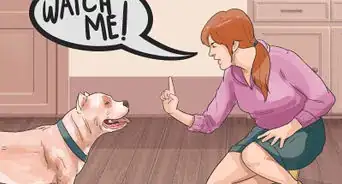 Teach Your Dog to Focus